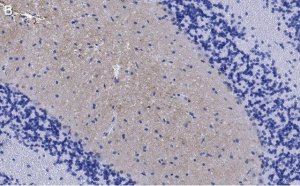 Anti-GluR1 Antibody, clone 1C11, ZooMAb� Rabbit Monoclonal 