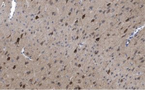 Anti-GluR1 Antibody, clone RH95 ZooMAb� Mouse Monoclonal 