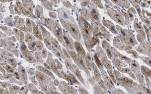 Anti-GLUT-4 Antibody, clone 1M13 ZooMAb� Rabbit Monoclonal 