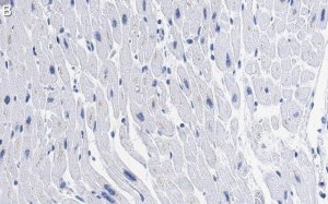 Anti-GLUT-4 Antibody, clone 1M13 ZooMAb� Rabbit Monoclonal 