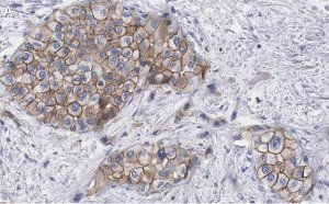 Anti-Glypican-1 Antibody, clone 1J4, ZooMAb� Rabbit Monoclonal 