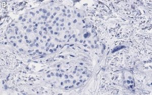 Anti-Glypican-1 Antibody, clone 1J4, ZooMAb� Rabbit Monoclonal 