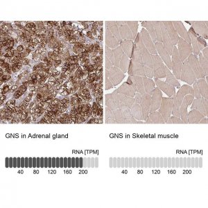 Anti-GNS antibody produced in rabbit 