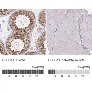 Anti-GOLGA1 antibody produced in rabbit 