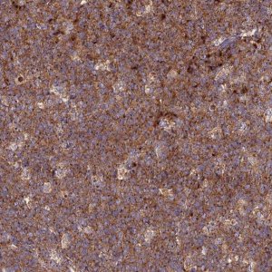 Anti-GOLGA3 antibody produced in rabbit 