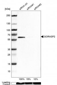 Anti-GORASP2 antibody produced in rabbit 