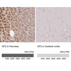 Anti-GP2 antibody produced in rabbit 