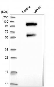 Anti-GPHN antibody produced in rabbit 