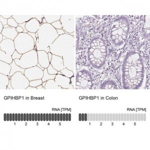 Anti-GPIHBP1 antibody produced in rabbit 