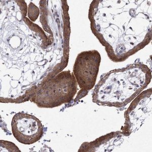 Anti-GPN1 antibody produced in rabbit 