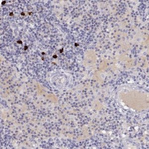 Anti-GPR174 antibody produced in rabbit 