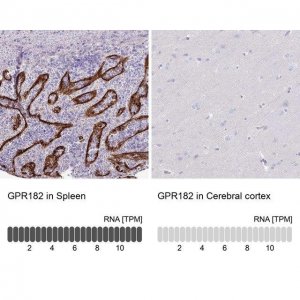 Anti-GPR182 antibody produced in rabbit 