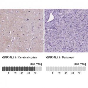 Anti-GPR37L1 antibody produced in rabbit 