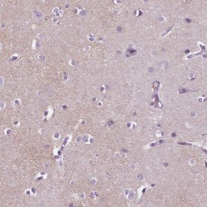 Anti-GPR37L1 antibody produced in rabbit 