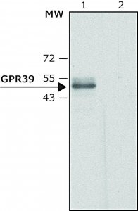 Anti-GPR39 (C-terminal region) antibody produced in rabbit 