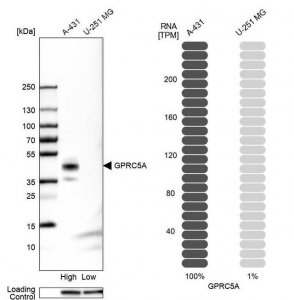 Anti-GPRC5A antibody produced in rabbit 