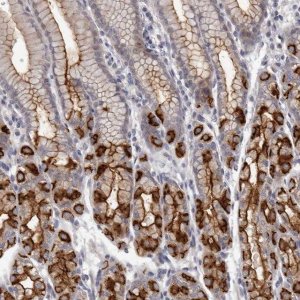 Anti-GPRC5C antibody produced in rabbit 