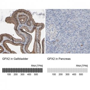 Anti-GPX2 antibody produced in rabbit 