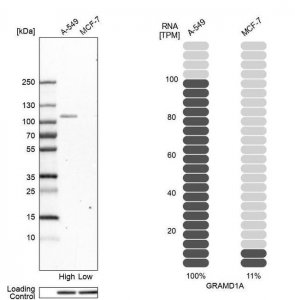 Anti-GRAMD1A antibody produced in rabbit 
