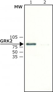 Anti-GRK2 antibody produced in rabbit 