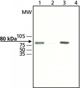 Anti-GRK2 antibody produced in rabbit 