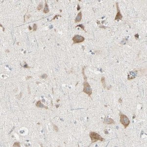 Anti-GRN antibody produced in rabbit 