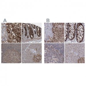 Anti-GRSF1 antibody produced in rabbit 