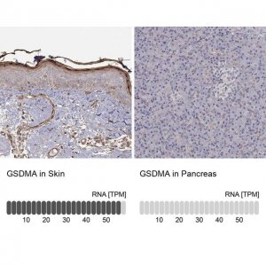 Anti-GSDMA antibody produced in rabbit 