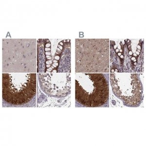 Anti-GSS antibody produced in rabbit HPA059315-100UL