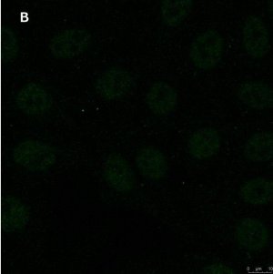 Anti-GST Antibody, clone 5B8 , ZooMAb� Rabbit Monoclonal 