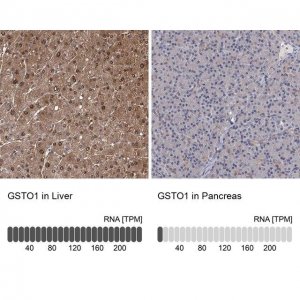 Anti-GSTO1 antibody produced in rabbit 