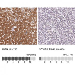 Anti-GYG2 antibody produced in rabbit 