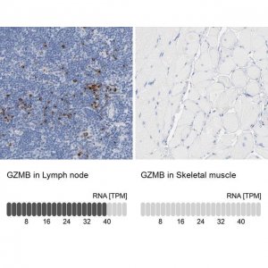Anti-GZMB antibody produced in rabbit 