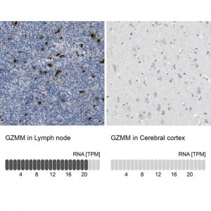 Anti-GZMM antibody produced in rabbit 