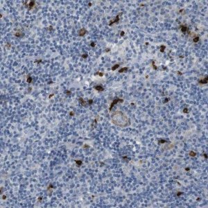 Anti-GZMM antibody produced in rabbit 