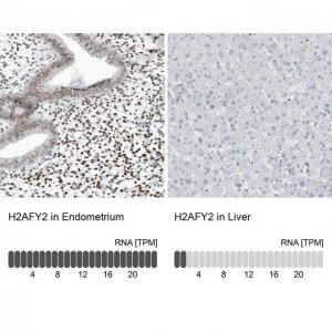 Anti-H2AFY2 antibody produced in rabbit 