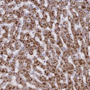Anti-HAO1 antibody produced in rabbit 