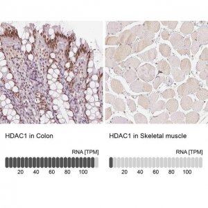 Anti-HDAC1 antibody produced in rabbit 