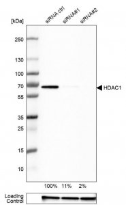 Anti-HDAC1 antibody produced in rabbit 