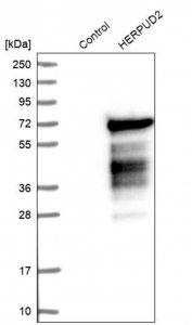 Anti-HERPUD2 antibody produced in rabbit 