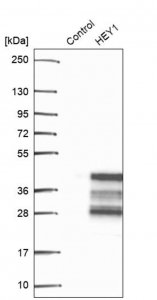 Anti-HEY1 antibody produced in rabbit 