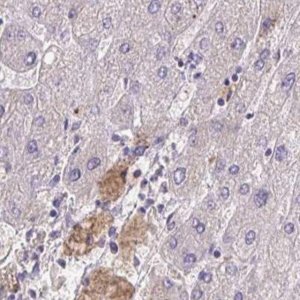 Anti-HGFAC antibody produced in rabbit 
