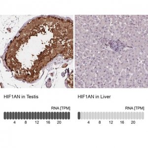 Anti-HIF1AN antibody produced in rabbit 