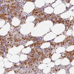 Anti-HK3 antibody produced in rabbit 