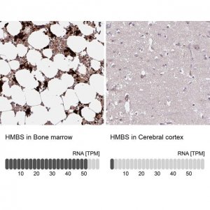 Anti-HMBS antibody produced in rabbit 