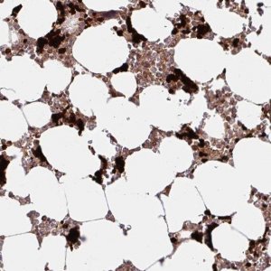 Anti-HMBS antibody produced in rabbit 