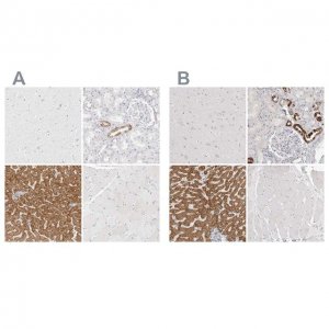 Anti-HMGCS2 antibody produced in rabbit 