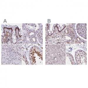 Anti-HNRNPUL1 antibody produced in rabbit 