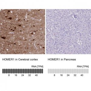 Anti-HOMER1 antibody produced in rabbit 