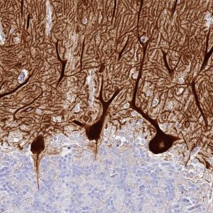 Anti-HOMER3 antibody produced in rabbit 